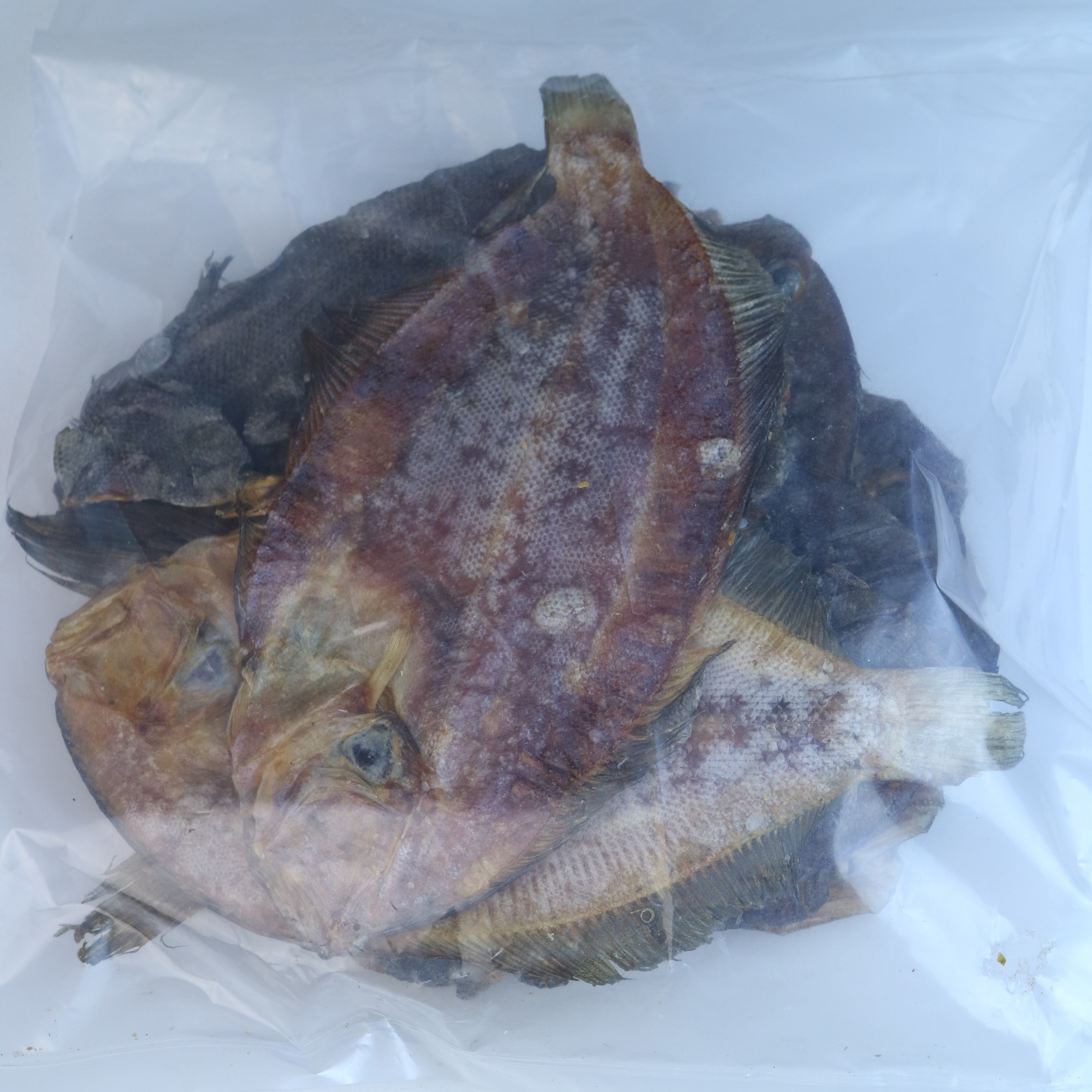 大地魚