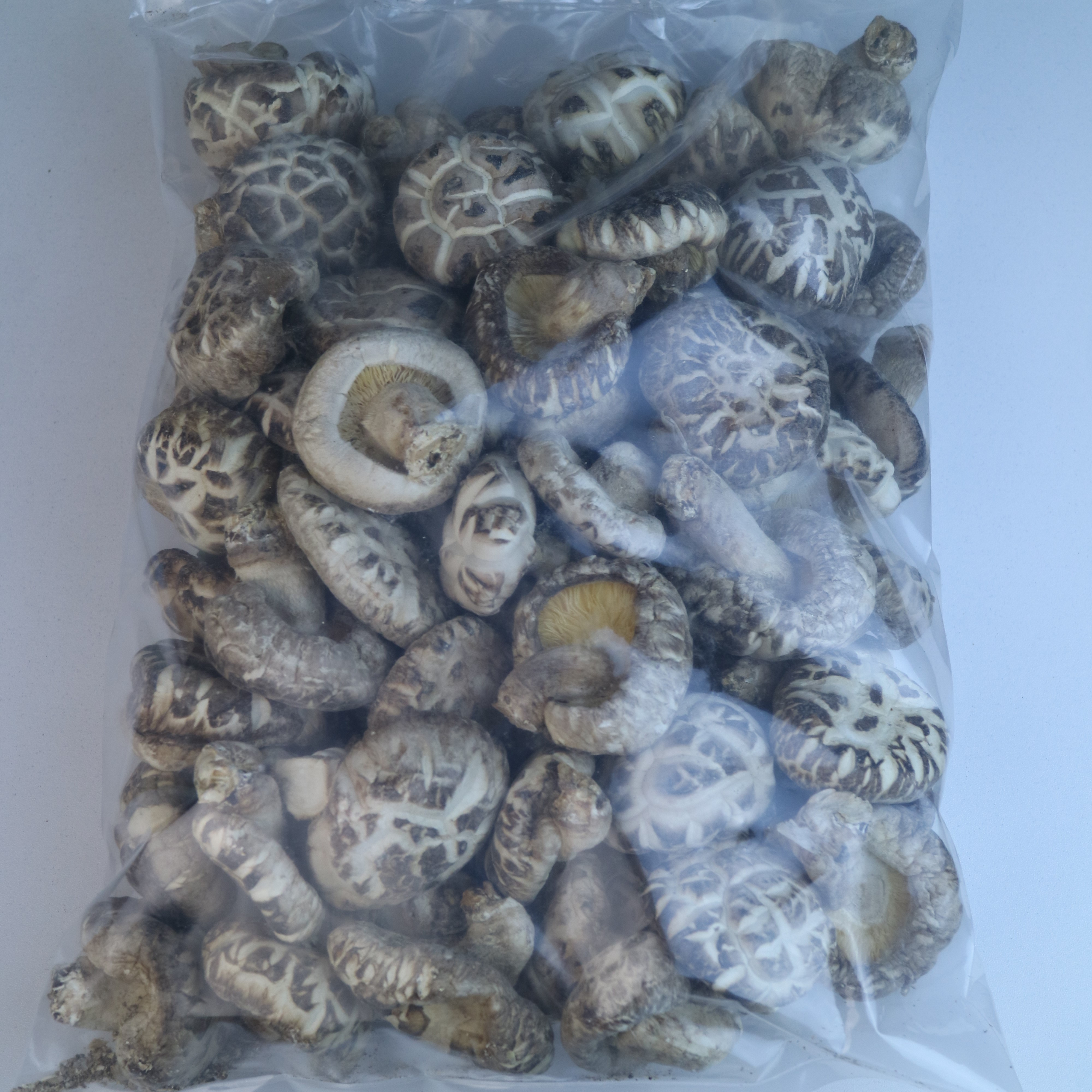 白花冬菇