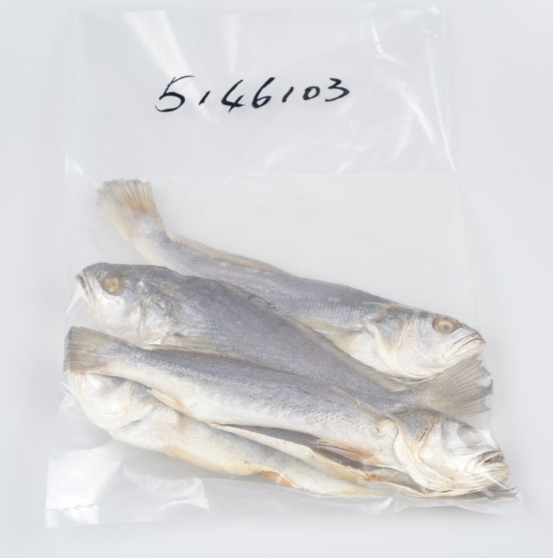 牙或咸魚